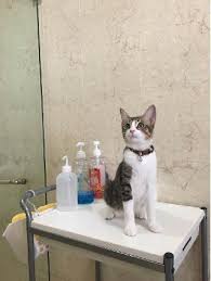 Find pet friendly hotels near your location with information about pet fees, policies, dog/cat and breed and weight restrictions. Pet Grooming In Ampang With Best Prices On Petbacker