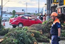 Pai e filho saem ilesos de carro esmagado por árvore no litoral de SP