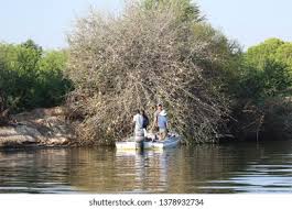 Image result for Habenaria debeerstiana
