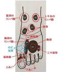 更年期に効く足ツボ 足裏にある 内臓の場所 を知っておこう つぼマッサージ ツボ 足つぼマッサージ