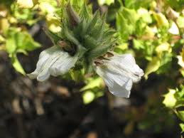 Image result for Sclerochiton ilicifolius