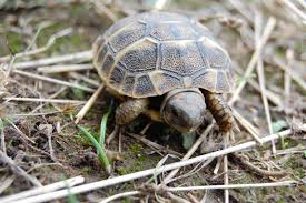 Wenn du bereit bist dir ein großes terrarium einzurichten, dann schau dir mal die ägyptische landschildkröte an. Fast 1 Million Schildkroten Als Haustiere Landschildkroeten De