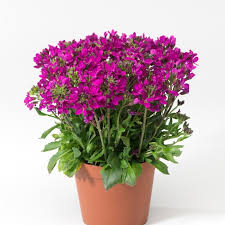 Image result for Arabis