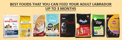 Best Food For Labrador Marshalls Pet Zone
