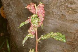 サクラ属樹木の害虫
