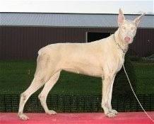 Doberman Pinscher Dog Breed Pictures 1
