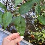 Image result for Malouetia