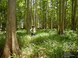 Image result for Scleria clathrata