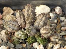 Image result for Vernonia tanganyikensis