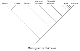 Cladogram Definition And Examples Biology Dictionary
