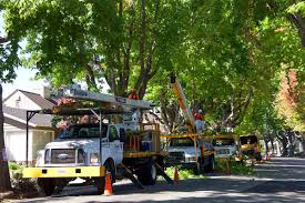 Photos, address, and phone number, opening hours, photos, and user reviews on yandex.maps. Hiring A Tree Removal Service Ask These 10 Questions Best Pick Reports