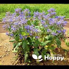 Image result for Borago officinalis