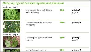 See more ideas about tree identification, tree, leaf identification. Uk Tree Identification Guide Natural History Museum