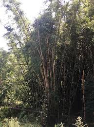 Image result for Digitaria gymnostachys