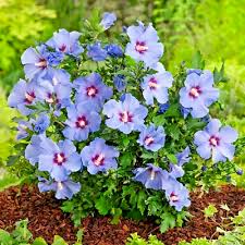 Image result for Hibiscus engleri