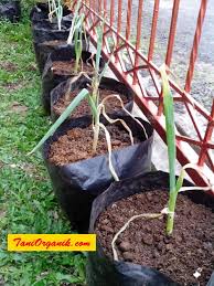 Cara Enteng Menanam Stroberi Secara Organik Di Halaman Rumah Taniorganik Com Menanam Halaman Kebun