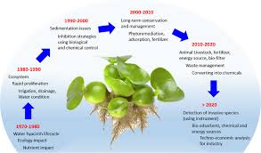 Image result for Monochoria africana