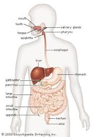 Capable of moving along the blood circulation, they can occur also in bile ducts, gallbladder. Draw A Diagram Of Human Alimentary Canals And Label On It Liver Pancreas Gall Bladder And It S Associated Glands Science 9640805 Meritnation Com