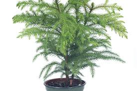 Norfolk island pine trees (araucaria heterophylla) are. How To Grow Norfolk Island Pine Plants Indoors Apartment Therapy