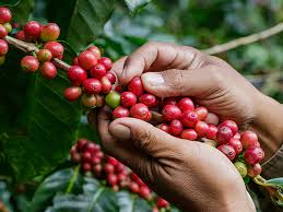 Café: saiba como evitar perda de nitrogênio, fertilizante ...