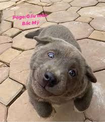 Check spelling or type a new query. Un Po Cane Un Po Gatto Questa E La Palla Di Pelo Piu Dolce Della Terra
