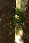 Image result for Bulbophyllum intertextum