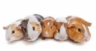 pin on guinea pig hakkinda