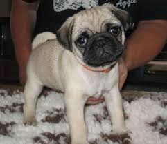 Look at pictures of pug puppies in maine who need a home. Vaccinated Pug Puppies Ready For Adoption Secondlife Uk