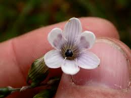 Image result for Tecophilaeaceae