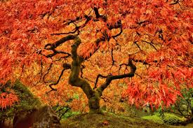 These trees reach maturity quickly, growing approximately 24 inches or more per season. Japanese Maple Tree Care Growing Tips Horticulture Co Uk