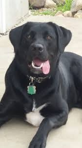 Black And White Lab Black Labrador Labrador Dog Friends Black Labrador