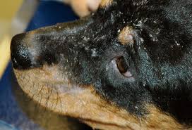 pictures of skin problems in dogs from