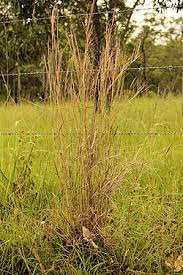 Image result for Hyparrhenia anamesa