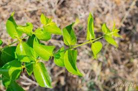 Image result for Azima