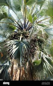 Image result for Hyphaene