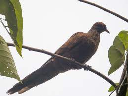 Barusan Cuckoo-Dove - eBird