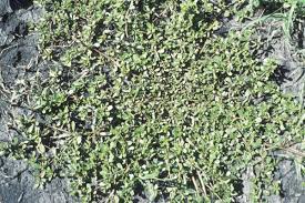 This weed appears in late spring or early summer and likes warm weather, fertile soil and moist garden beds. Is This Plant A Weed Garden University Of Minnesota Extension
