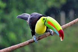 Faultier karibik tiere costa rica. Die Tierwelt Costa Ricas