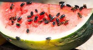 The most common reason for flies swarming all over your house is an infestation inside or nearby your home. Flies The Most Destructive Pests In Food Processing Rentokil