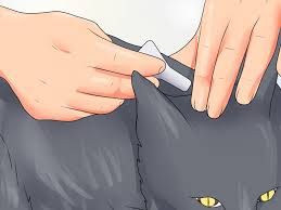 The ear mites in your cat's ear can be harmful, and they are sure to cause her a lot of trouble. How To Treat Ear Haematomas In Cats 15 Steps With Pictures