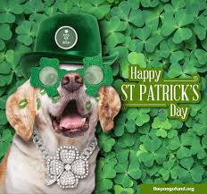 Opps, sorry wrong festive leaf. Happy St Patrick S Day The Pongo Fund