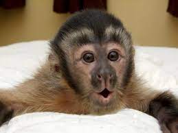 Untitled Pet Monkey Capuchin Monkey Pet Cute Baby Monkey