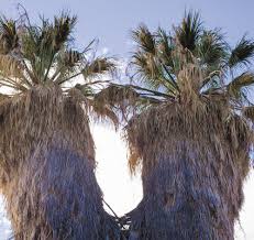 The palmetto weevil and red palm weevil are super palm tree pests. The Oasis Of Mara Joshua Tree National Park U S National Park Service