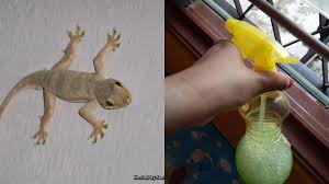 Berikut adalah lima cara efektif untuk menghalau cicak. Petua Bagaimana Untuk Atasi Masalah Tahi Cicak Memenuhi Ruang Tepi Tingkap Rumah Boleh Dicuba Ni Soya Lemon Viral