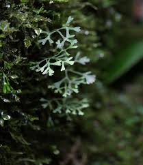 Image result for Elaphoglossum spathulatum
