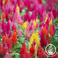 Image result for Celosia elegantissima