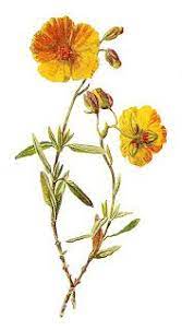 Antique Images Free Wild Flower Clip Art 2 Flower Illustrations Of Common Rock Rose And Broom Flower Clipart Flower Illustration Antique Images