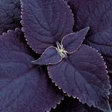 Image result for Coleus rhodesianum