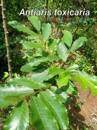 Image result for Antiaris toxicaria