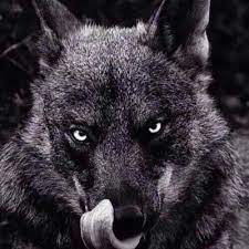 Aggressive Cravings Wolf Face Wildlife Animals Cute Animals